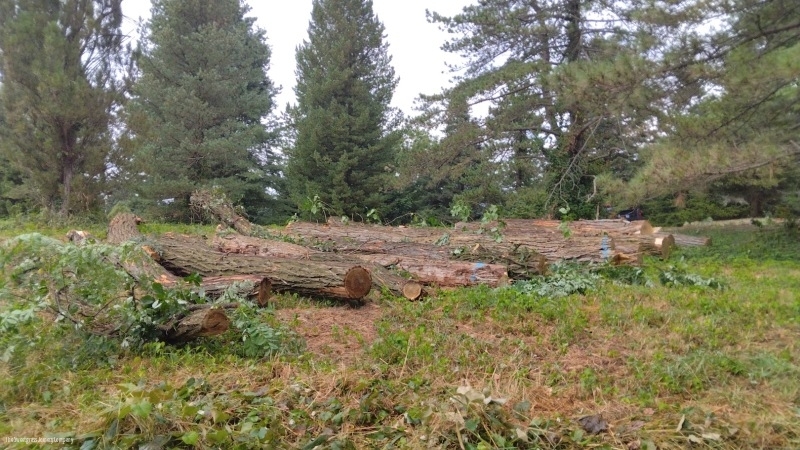 Learning Forest Signs & Structures/ The Sweetgrass Joinery Company