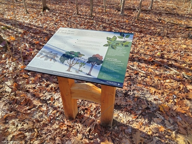 Learning Forest Signs & Structures/ The Sweetgrass Joinery Company