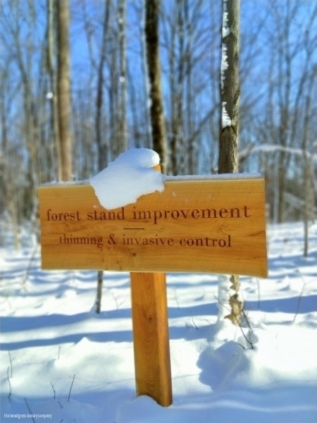 Learning Forest Signs & Structures/ The Sweetgrass Joinery Company